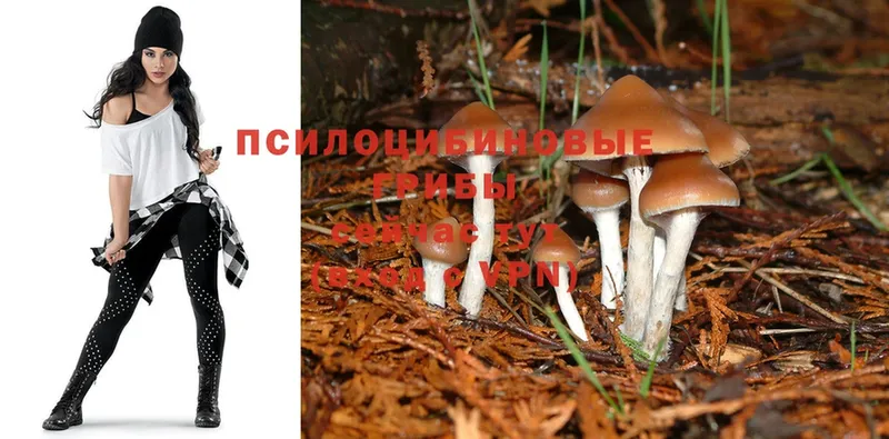 даркнет сайт  Бавлы  Псилоцибиновые грибы Psilocybine cubensis 